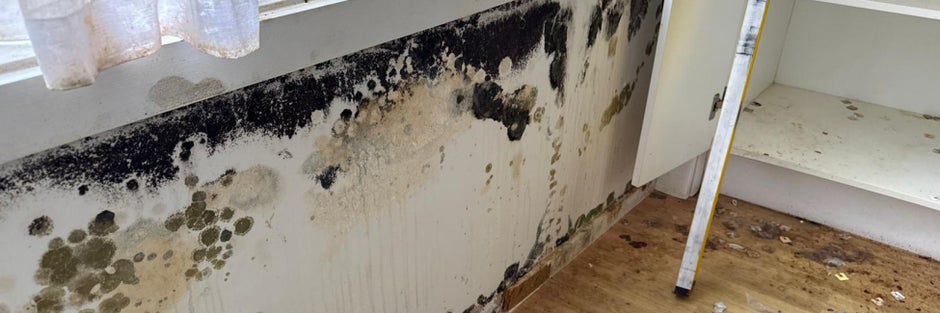 Mould Removal & Remediation Image