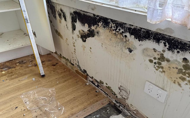 Mould Removal & Remediation Image