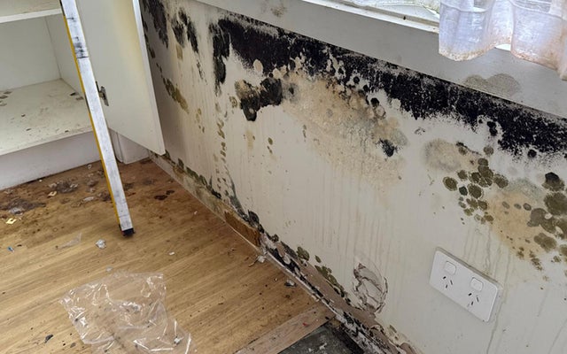 Mould Removal & Remediation Image